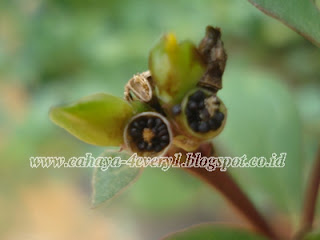 collecting and saving Purslane seeds