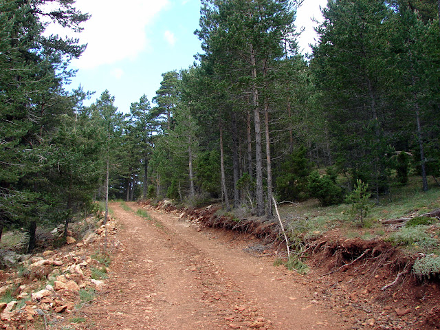 Senderismo - Linares de Mora - Pistas de esquí - Monegro - Molinete - Pino Escobón