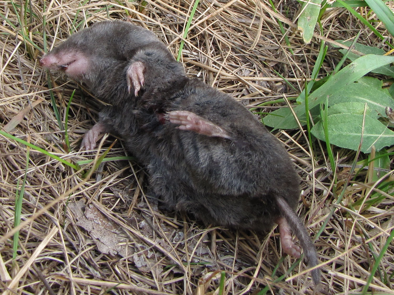 short-tailed shrew