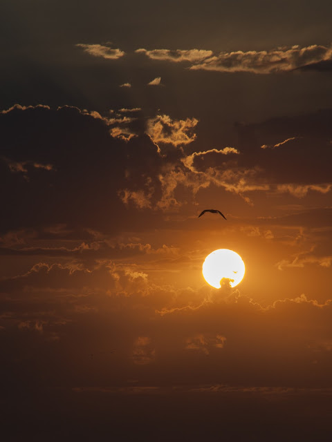 jiemve, Les Sables, Olonne, coucher, soleil, oiseau