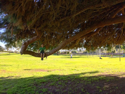 exploring the park climbing trees