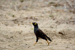 mynah