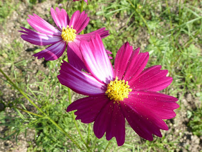 花博記念公園鶴見緑地のコスモス