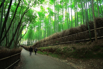 Rừng Sagano ở Kyoto
