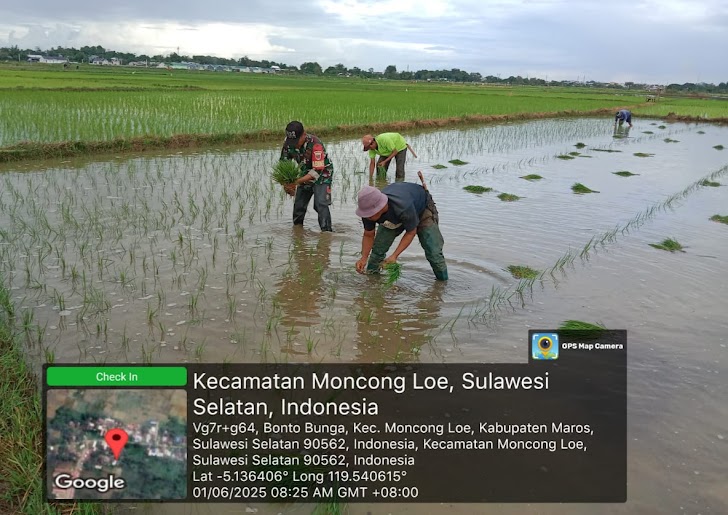 Bentuk Kepedulian Babinsa Desa Moncongloe Bantu Warga Tanam Padi
