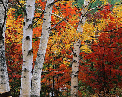 A lovely autumn woodland landscape