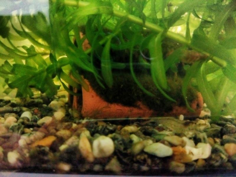 メダカは水流に弱い 室内飼育にブクブク エアー は必要か メダカは水流に弱い 室内飼育にブクブク エアー は必要か