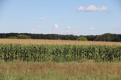 photo of mature corn field