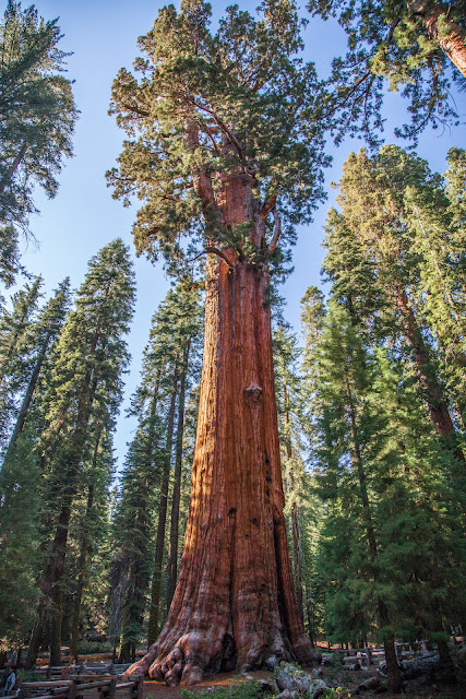 Sequoia National Park