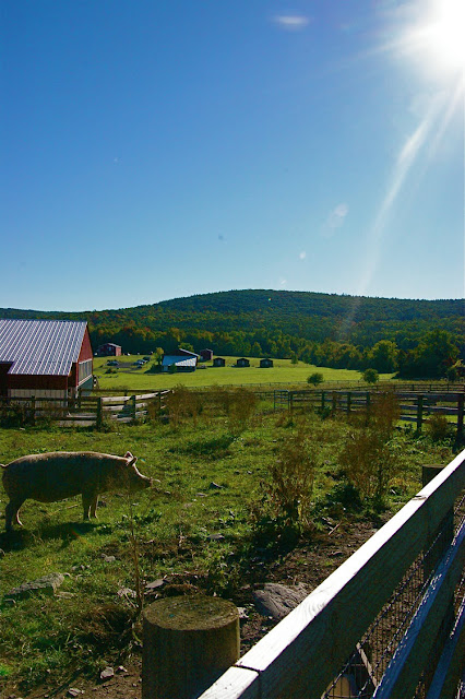 Fairy Farm