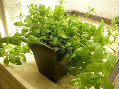 Mint tree,mint pot,Best Plants For Your Dorm Room,Best Dorm Room Plants