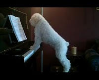 perro pianista videos chistosos