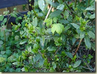bay tree before_1_1
