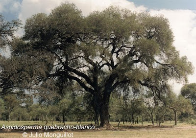 Quebracho blanco Aspidosperma quebrachoblanco