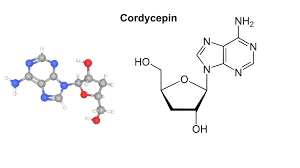 Cordycepin