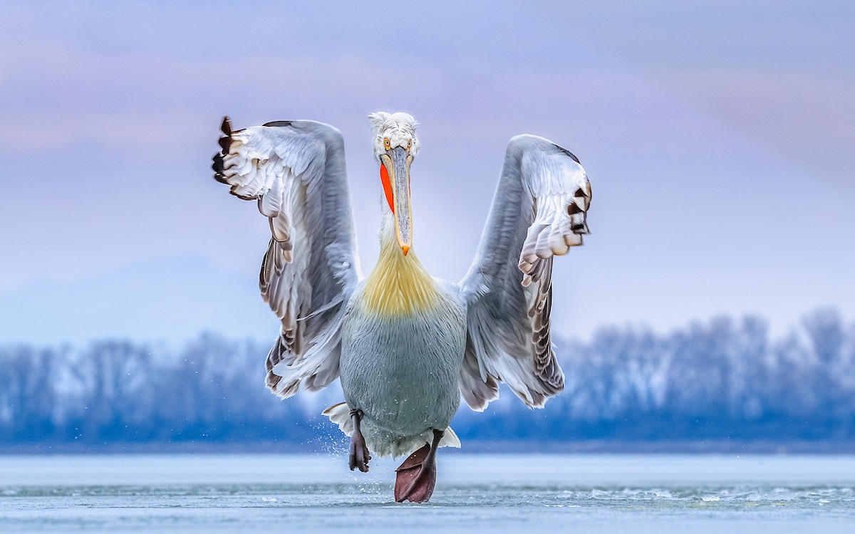 Mind-Blowing Pictures - Winners Of The 2019 Bird Photographer Of The Year Contest