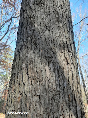 Пихта цельнолистная / Пихта чёрная (Abies holophylla)