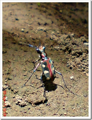 Cicindela aurulenta_Spotted Tiger Beetle_Kumbang 2