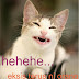 46+ Gambar Kucing Lucu Meme