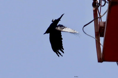 Large-billed Crow -  doing a flip dive