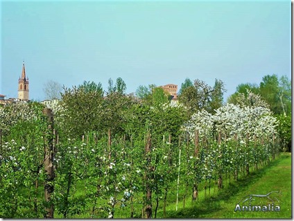 frutteto_wm frutteto_wm