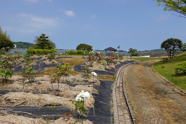 鳥取県東伯郡湯梨浜町引地　中国庭園燕趙園　ボタン（牡丹）