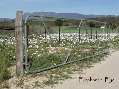 Gate to spring flowers in 2010