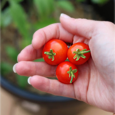 Home Grown Cherry Tomatoes