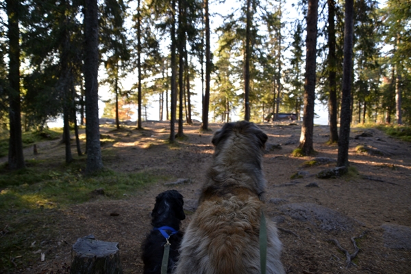 cocker spaniel leonberger kongens utsikt krokkleiva hole