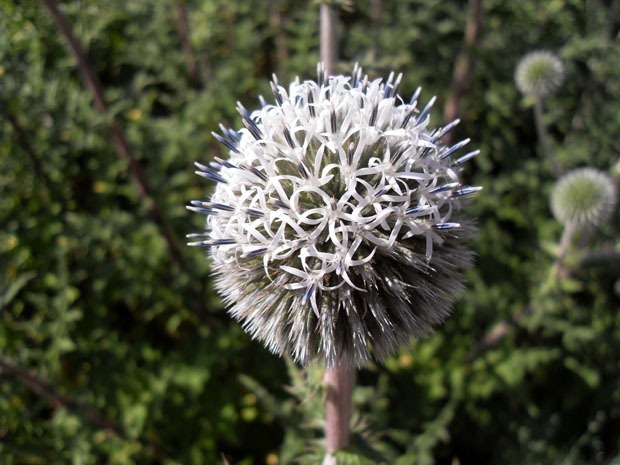 Malmø juli 2011