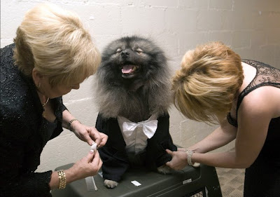 Westminster Kennel Club Dog Show