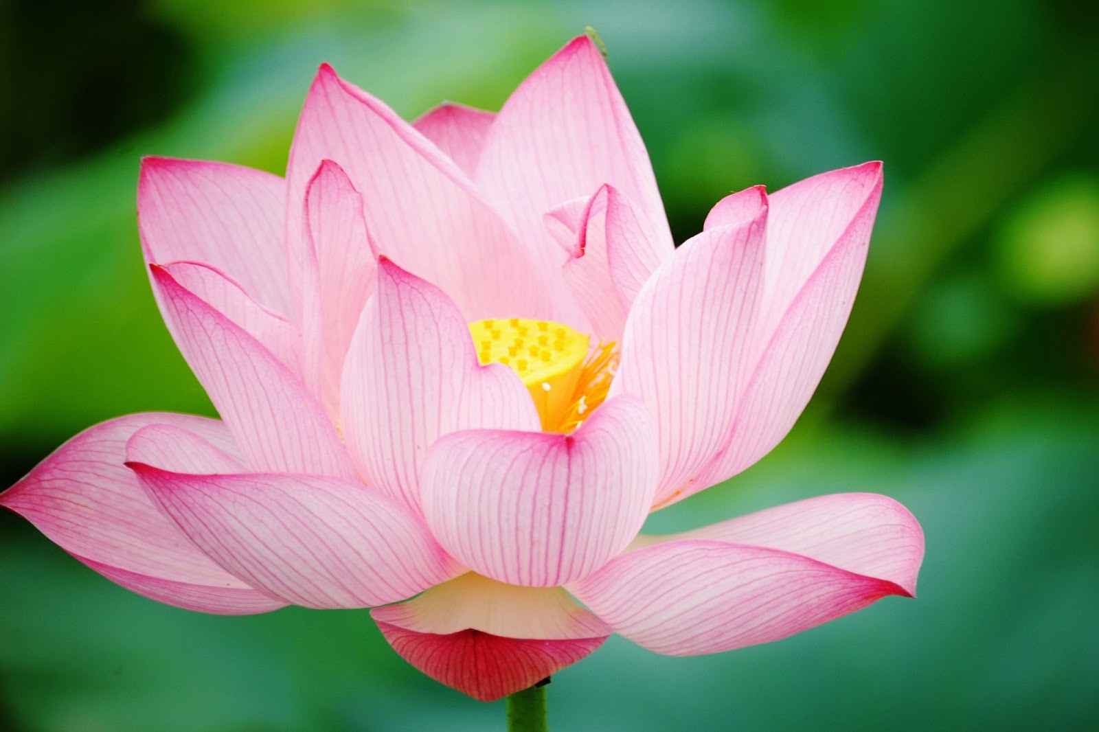 Lotus Flower HD wallpapers HD Wallpapers (High