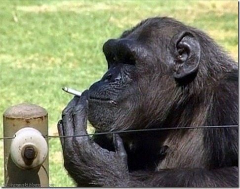 ape (2)