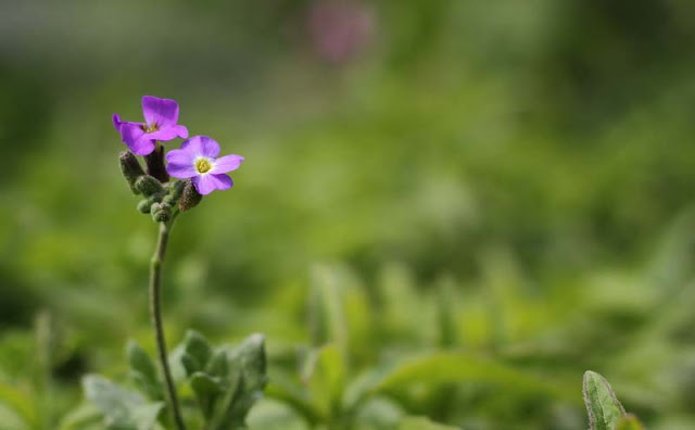 Aubretia Flowers Pictures