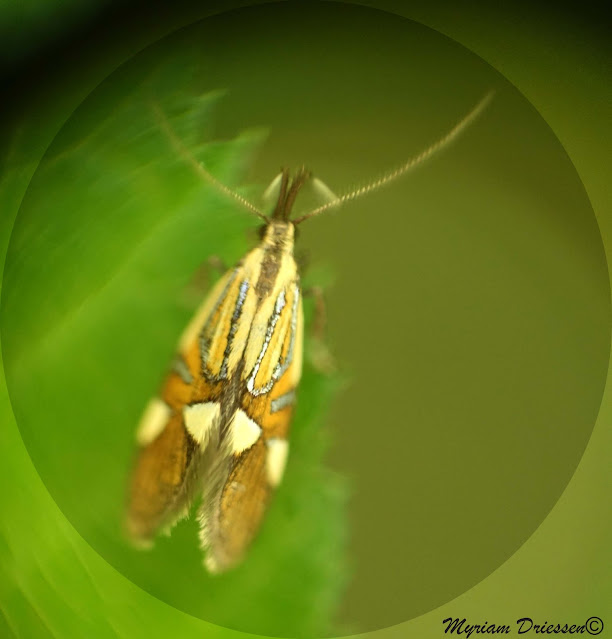 Papillon Alabonia geoffrella butterfly