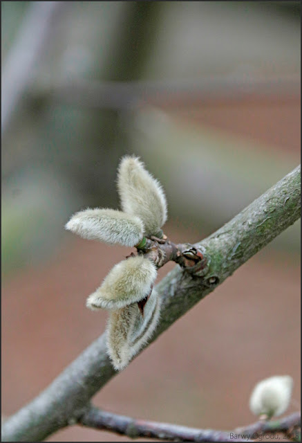 magnolia