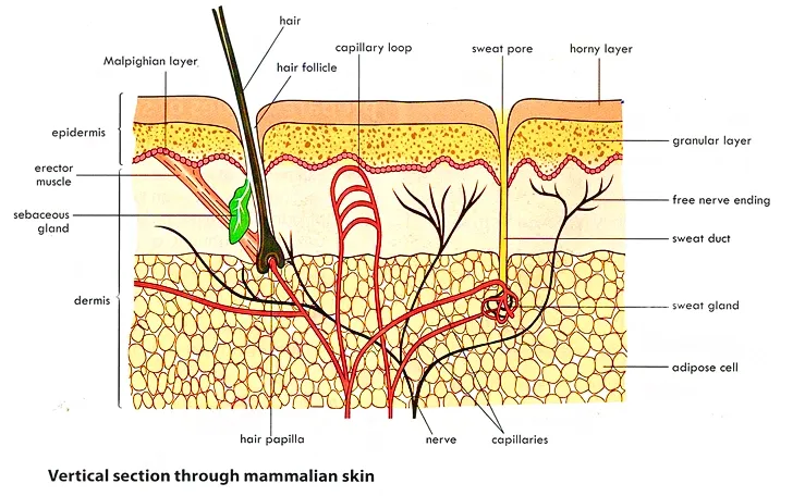 Structure of mammalian Skin with labeling