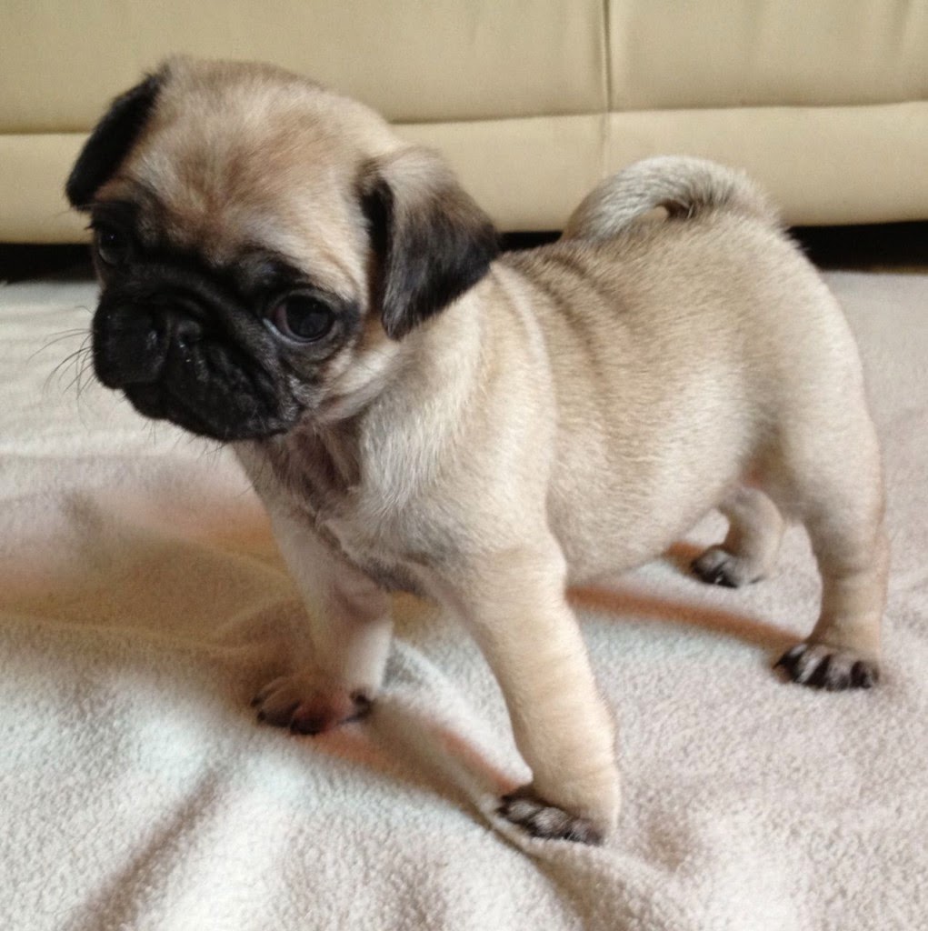 Rules of the Jungle: Pug puppy