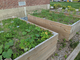 raised garden beds at Davis Thayer in June