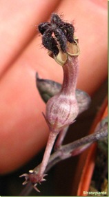 fiore_Ceropegia_woodii_thumb[2]