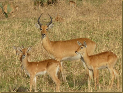 Ziwa, Murchison Falls trip 183