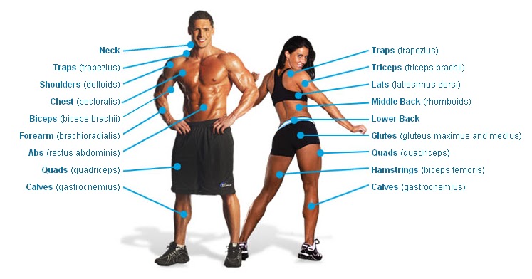 Exercises for Muscle Groups: Major Muscle Groups