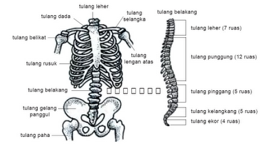 Rangka Manusia dan Fungsinya Pusat Biologi