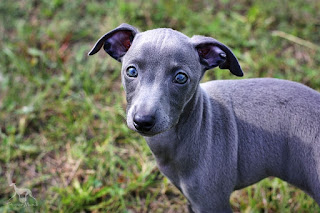 Italian Greyhound Sighthound puppies for sale