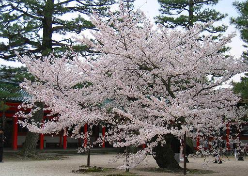 keindahan alam: Pohon Sakura