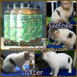 before after safira shampoo1