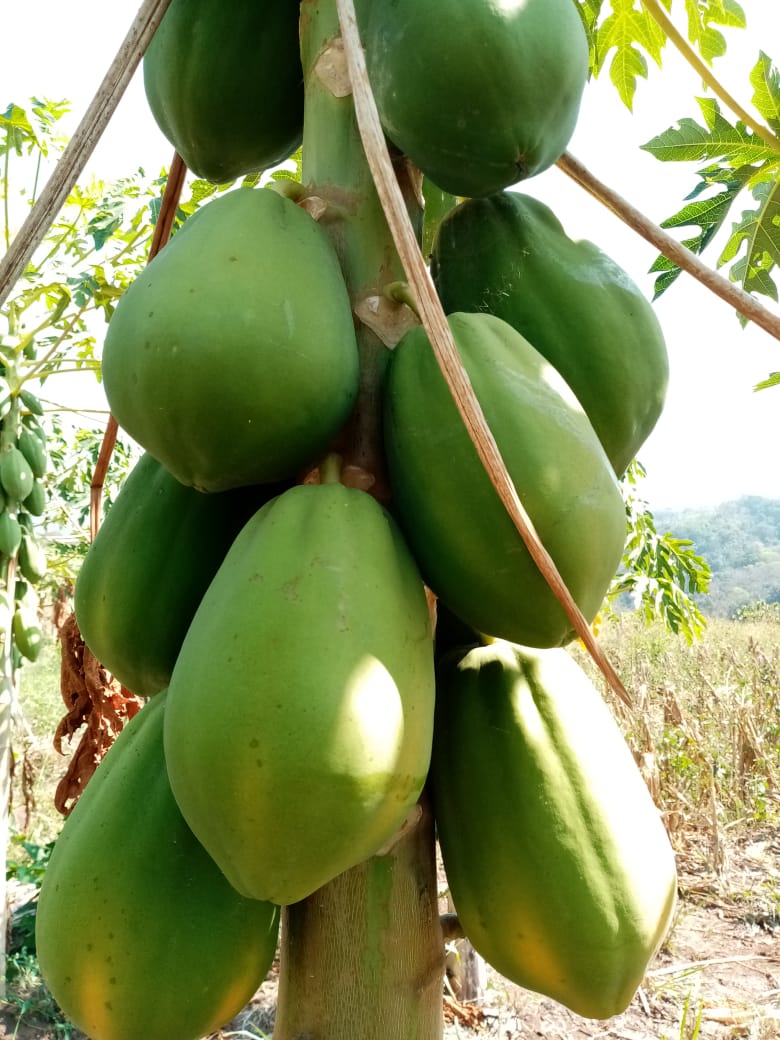 planta de papaya
