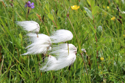 Veenpluis - Moark - Eriophorum angustifolium