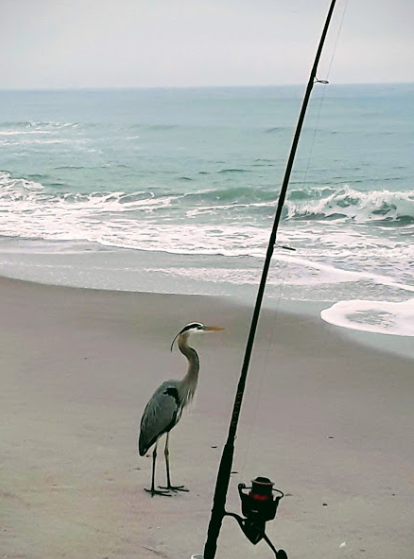 Fish Reports, Florida, Florida Fishing, Fishing, Surf Fishing, Fishing Reports, East Coast, Florida East Coast, Florida East Coast Surf Fishing, 