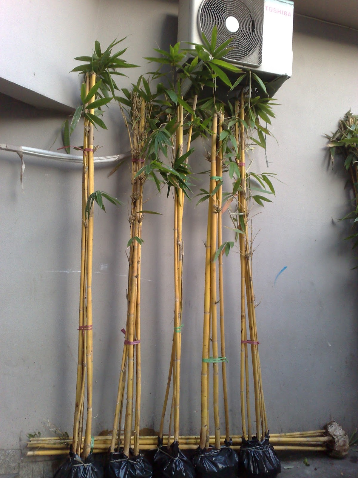  jual  bambu  panda bambu  kuning